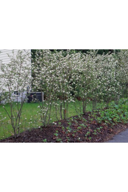 Аронія червона Брілліант в Україні